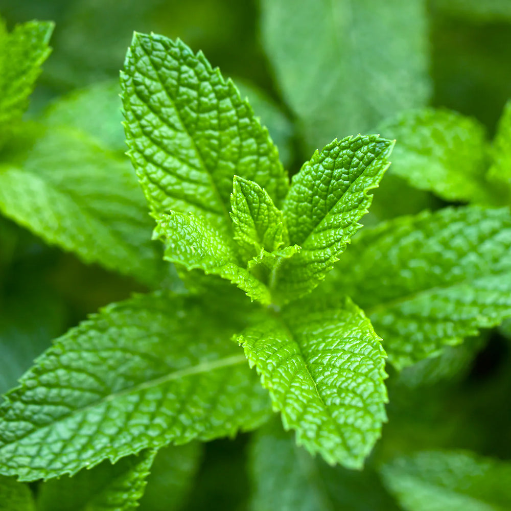 Spearmint Pure Essential Oil - 17mL & 60mL sizes