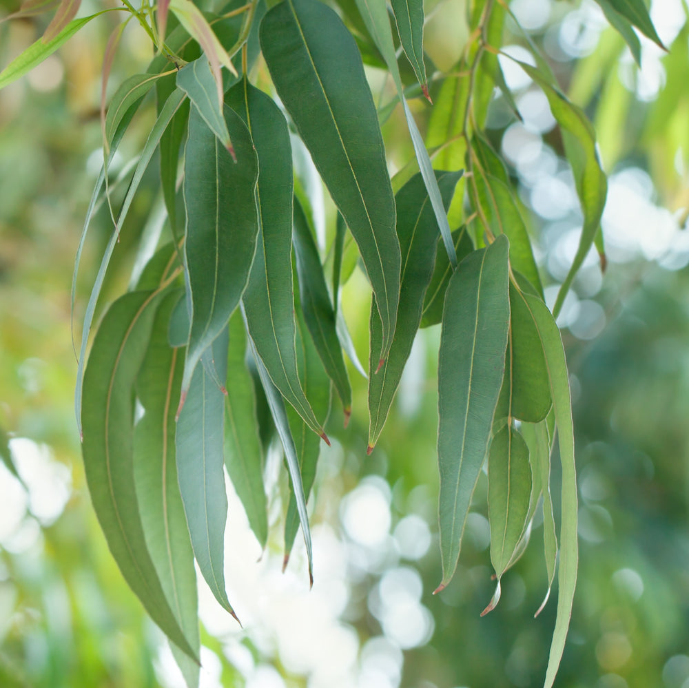 Eucalyptus Pure Essential Oil - 17mL & 60mL sizes